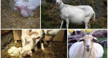 Známky beránka a co dál, poporodní péče a problémy